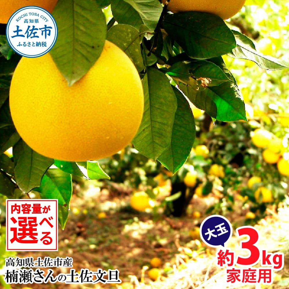 楠瀬さんの土佐文旦 家庭用大玉 約3kg 約3キロ 4L~2L ぶんたん ブンタン フルーツ 柑橘 みかん 果物 くだもの 柑橘類 デザート おやつ さっぱり おいしい 甘い お取り寄せ 国産